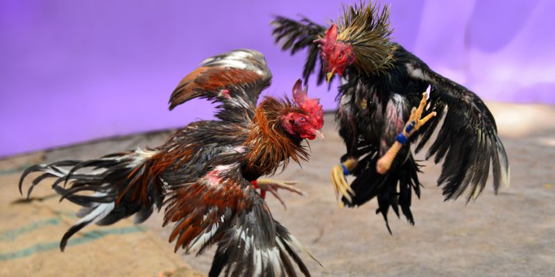 Tìm hiểu các kèo đá gà tại V9BET