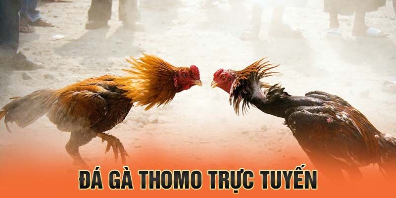 Gà đá trực tiếp thomo tại V9BET